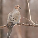 dove