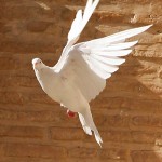 dove