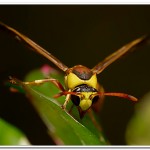 wasp