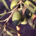 The Tale of the Olive Tree, Etz Ha-za-it עץ הזית