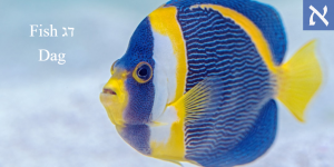 What Is The Hebrew Word For Fish? - Bible Stories As Blueprints of the Soul