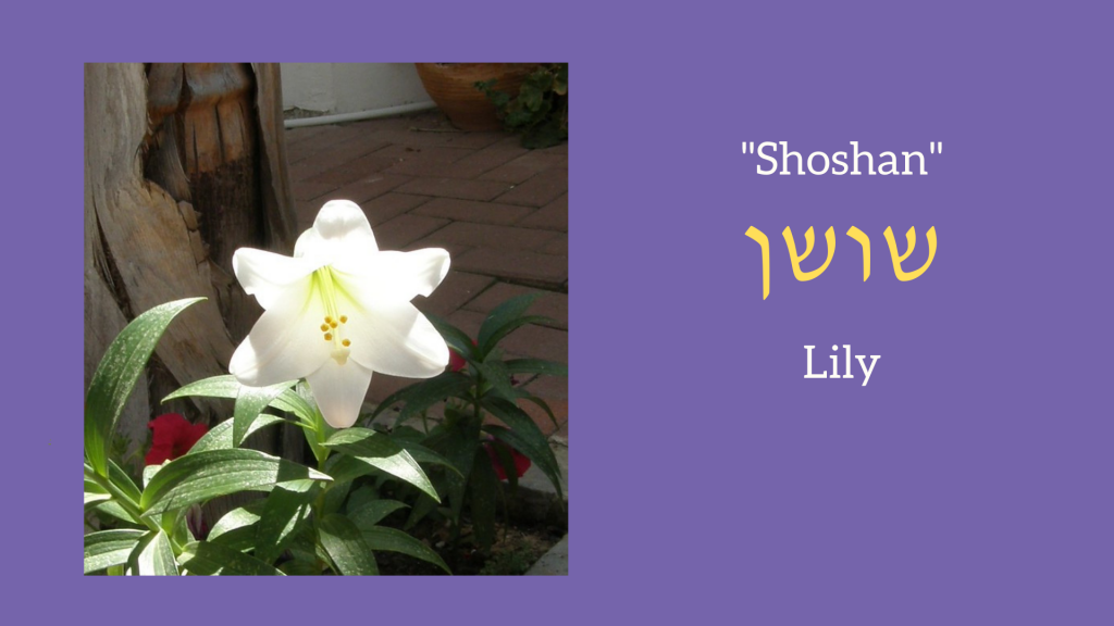 The Lily As A Metaphor Bible Stories As Blueprints of the Soul